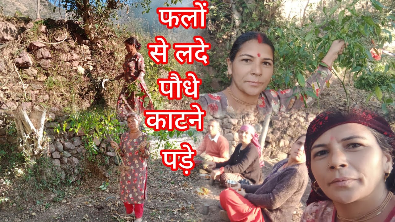 सारा बीज खराब हो गया ट्रैक्टर से काम तो किया☹️पर मन❤️‍🩹बड़ा दुखी😮‍💨रहा