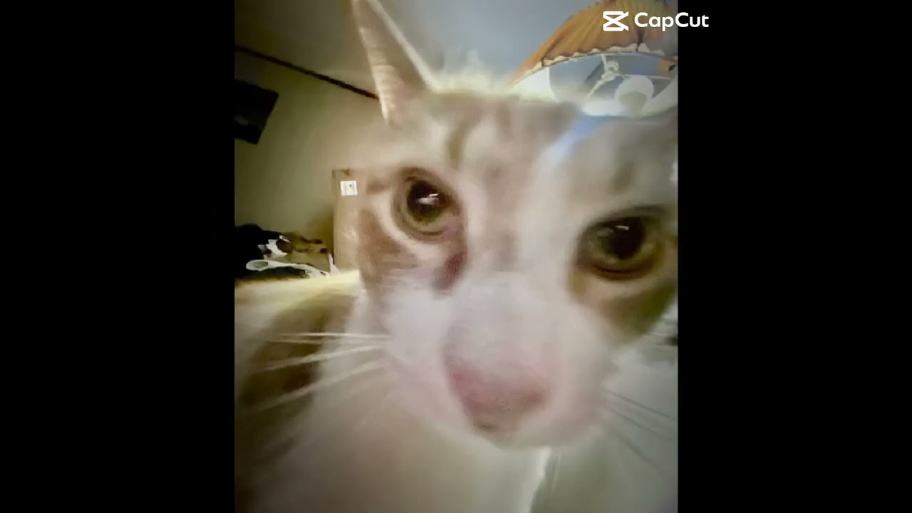 RAISE YOUR YAYAYAAAAA 