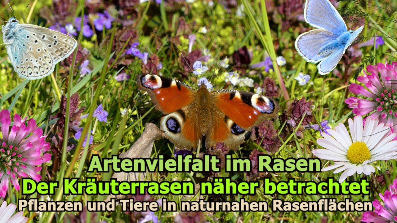 Artenvielfalt im Rasen: 20 heimische Wildblumen für einen bunten Kräuterrasen im Naturgarten #rasen