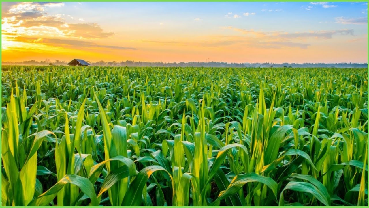 De la Révolution Verte à nos Assiettes |  Une Épopée à Travers l'Histoire de l'Agriculture