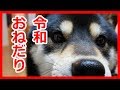 【柴犬】かわいく、おかきゲットなるか、否か！