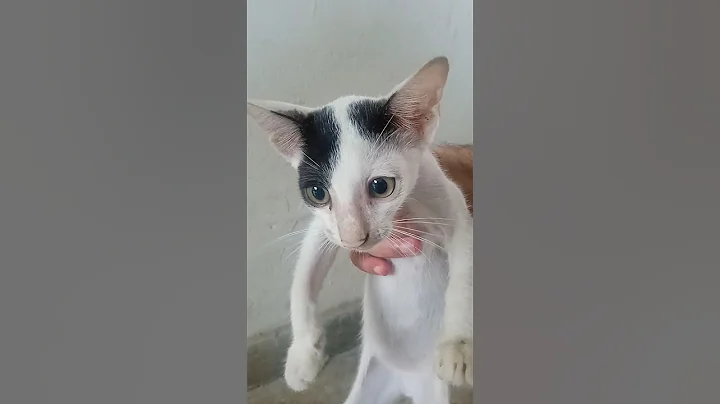 Watch the video about So cute little kitty 🐈#shorts