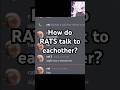 How Do Rats Talking To Eachother Sound Shorts Reaction How Do Rats Talking To Eachother Sound Shorts Reaction
