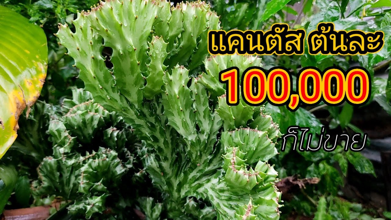ต้นละ 100,000 แคสตัส ต้นกระบองเพชร ตระกูล Spurge กระดูกมังกร Euphorbia lactea ต้นละ 100000 ก็ไม่ขาย
