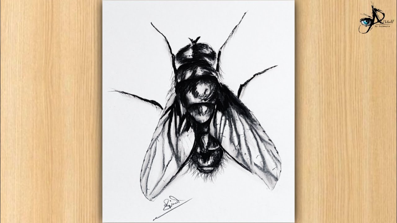 How to draw Realistic Fly drawing easily draw