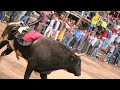 Segunda corrida de toros populares sangolqui 2023