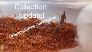 An Update on My Ant Collection