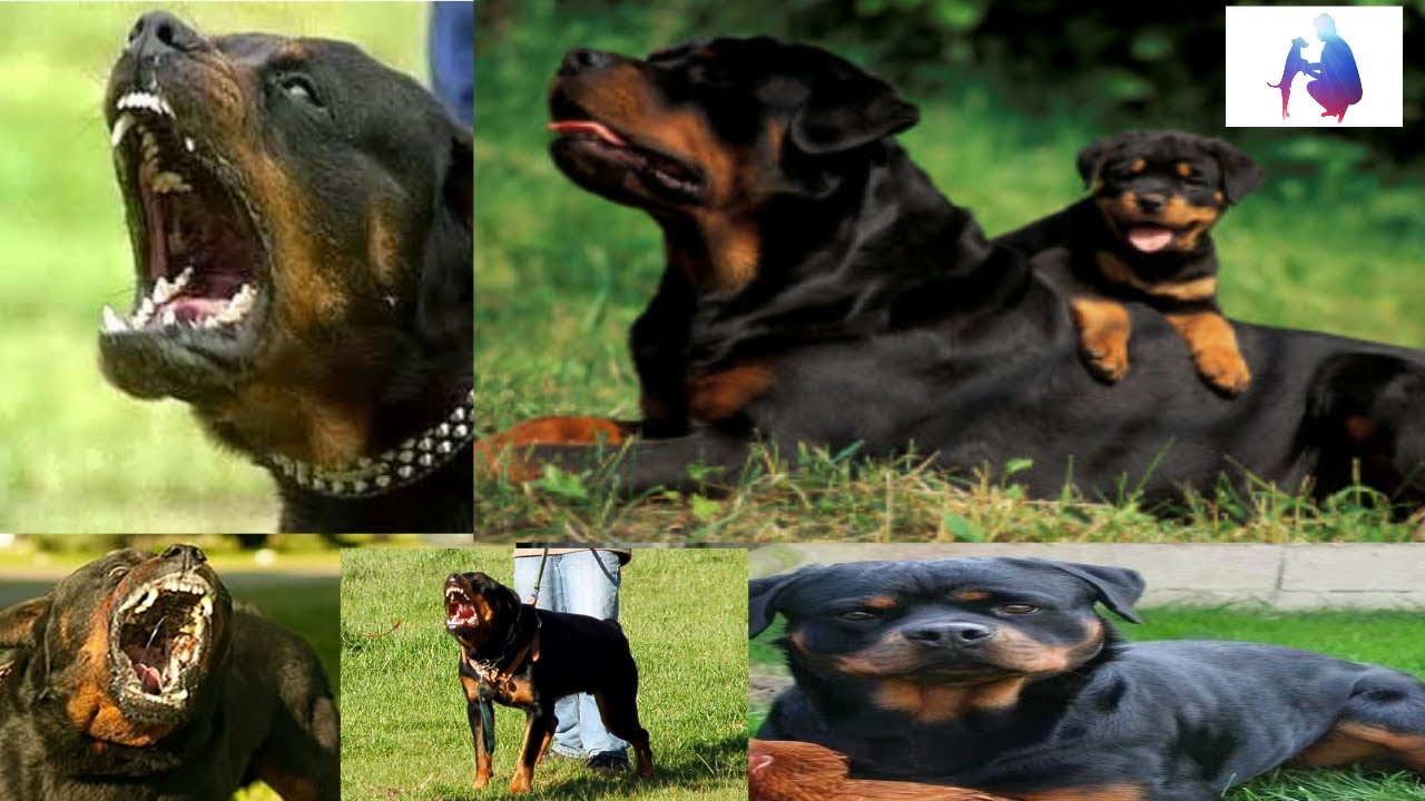 Rottweiler Dog Training Tips In Hindi Rottweiler Dog Training Tips In Hindi