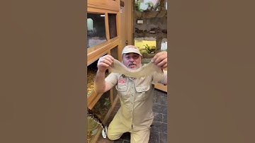 Bạn Có Dám Giúp Rắn Lột Da Không ?😯🐍