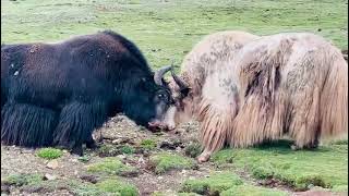Wild Herd Hierarchy: A Study of Two Bulls Sparring for Supremacy ( wildlife documentary)