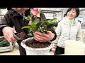 クリスマスローズの植え替え方法 童仙房ナーセリー&times;グリーンオフィスベルデ