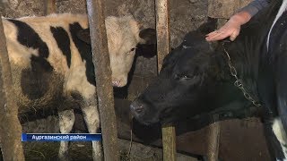 Опасен ли нодулярный дерматит для человека? Опасен ли нодулярный дерматит для человека?