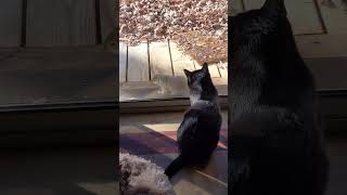Tailless gray squirrel and leucistic squirrel in my backyard. also cats