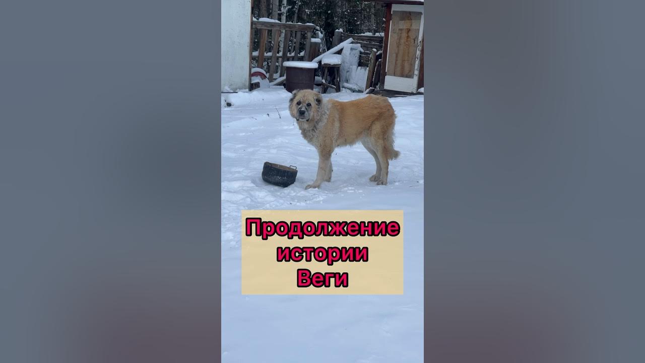 Продолжение истории Веги-собаки, которая целый месяц просидела одна, в ...