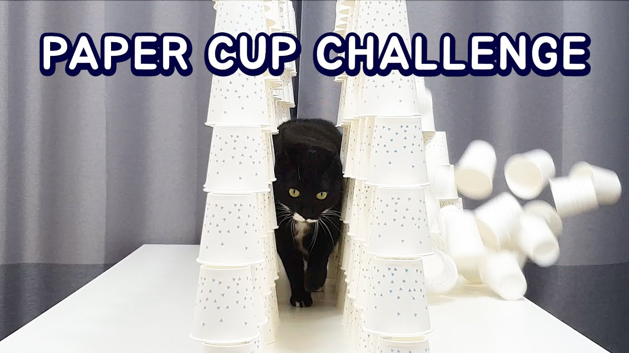 Cats vs Paper Cup Challenge - YouTube