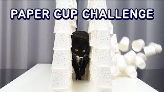 Cats vs Paper Cup Challenge screenshot 5