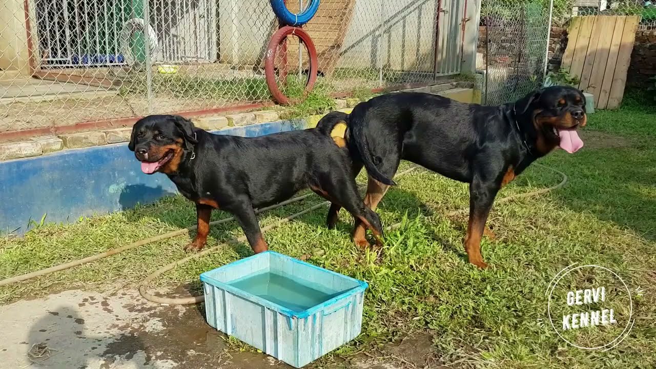 Dog Mating Rottweiler 1st insemination breeding Wildlife Animal ...
