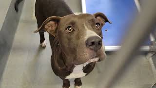 acs A688382