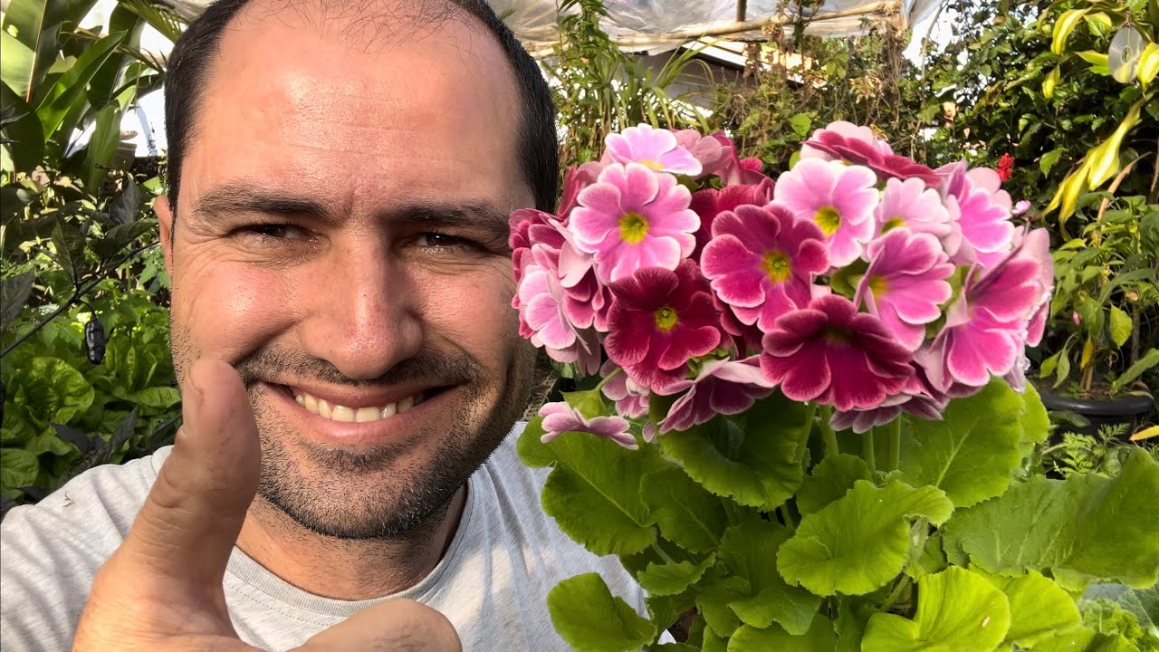 COMO PLANTAR PRÍMULA CORRETAMENTE