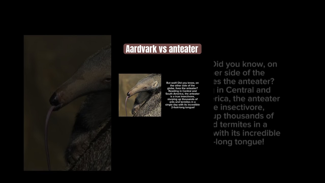 Aardvark vs anteater 
