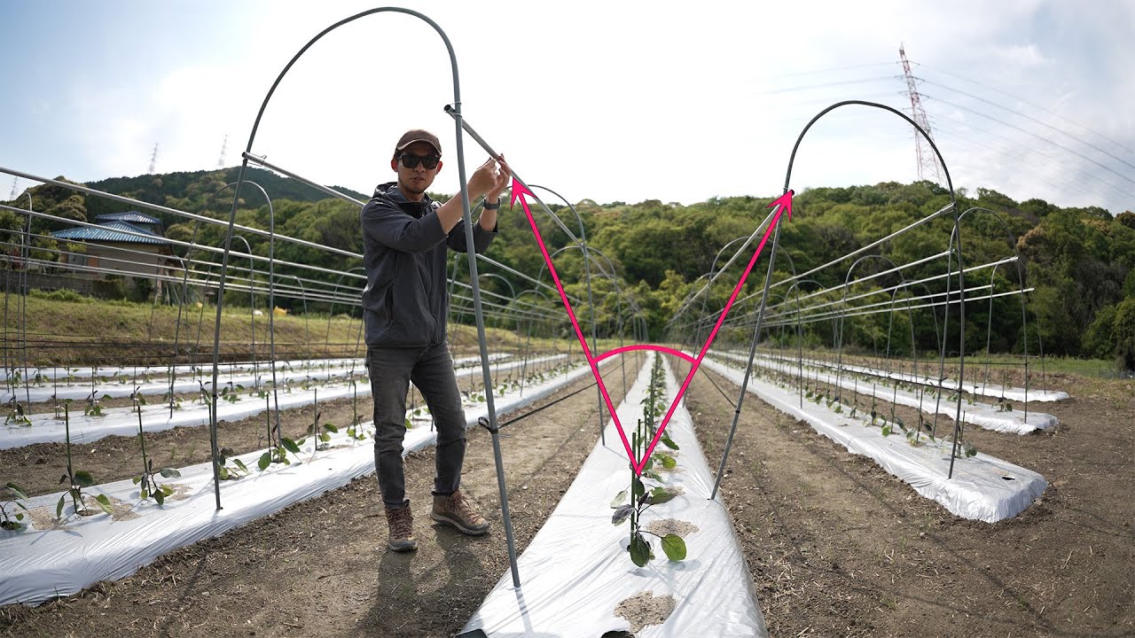 野菜作りの実際 新 野菜つくりの実際第2版 果菜Ⅰ(ナス科・スイートコーン・マメ類