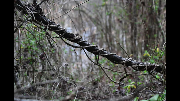 The Silent Hand, photographs by Stephanie Hardin