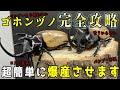 見ないと損！【有料級情報解禁】ゴホンヅノカブトをバンブーマットを使わずに爆産させる産卵セットの方法と幼虫飼育…教えます