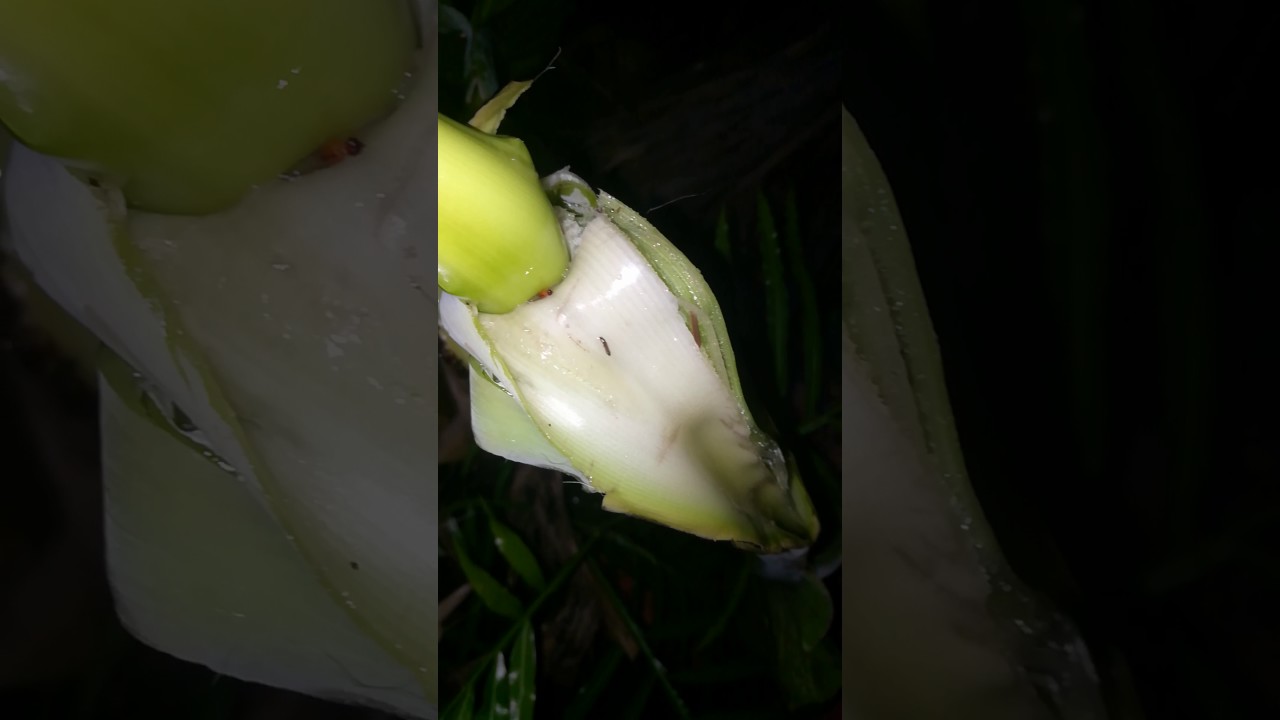 Dengue mosquito breeding in banana tree YouTube