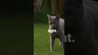 Cats  Slit Pupils Explained