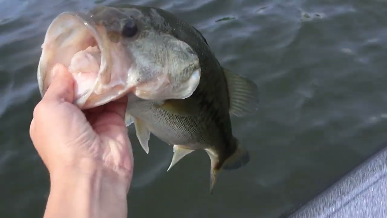 Lake Chickamagua Spring Time Bass Fishing! Good drop shot bite.