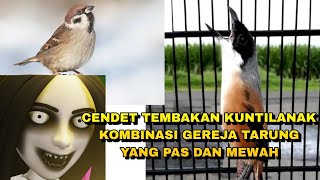 Download Lagu Cendet suara gereja tarung sambung kunti gacor panjang keras powernya_ @sultanakbar MP3
