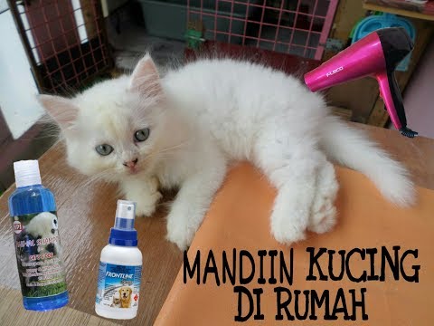 Video: Cara Mencuci Anak Kucing Inggris