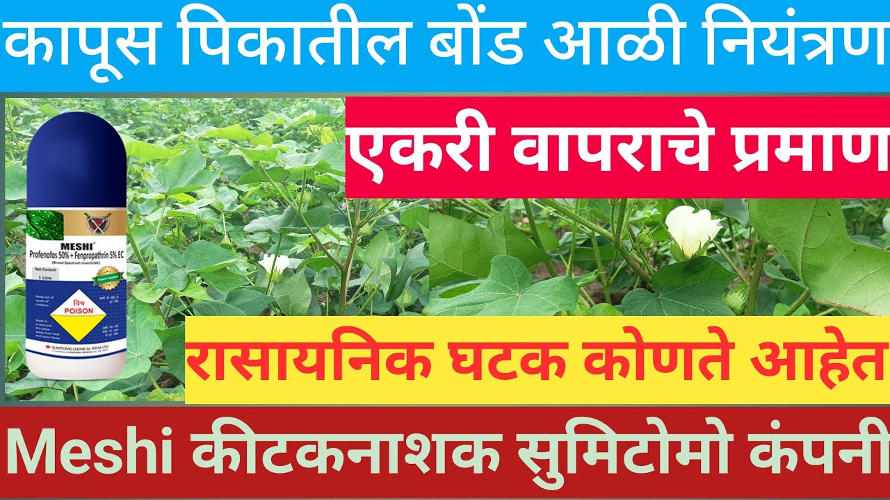 कापूस पीक बोंड अळी नियंत्रण | मेशी कीटकनाशक संपूर्ण माहिती |Meshi Insecticide information In Marathi