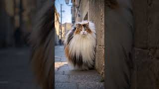 Oh no! What did Meow Meow do? #nostalgia #catshorts #cooking #music #ai #song #