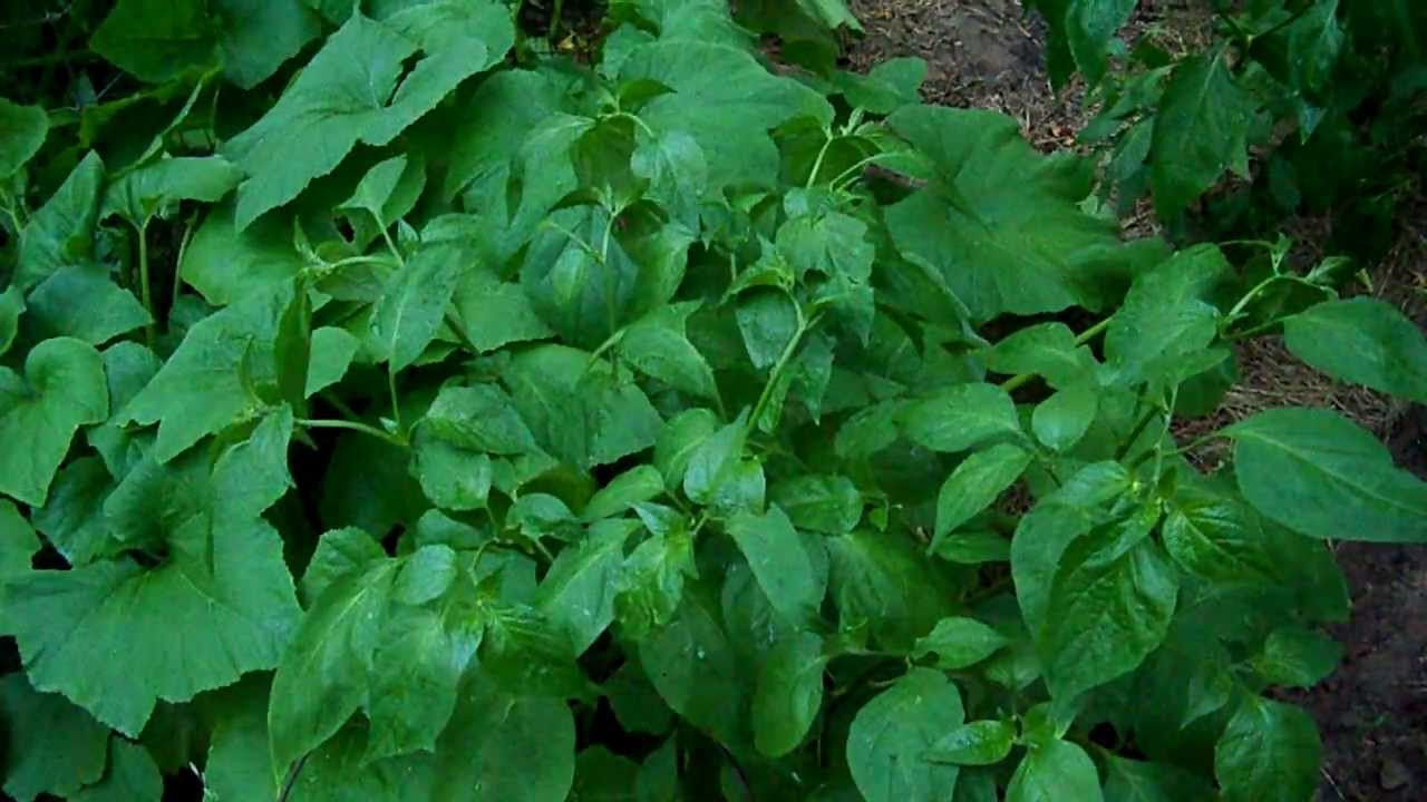 Do Pepper plants Follow the Sun ? YouTube