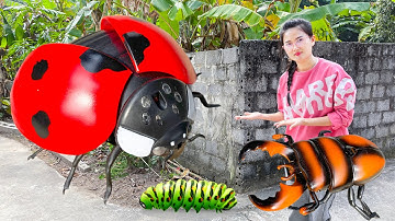 Changcady bắt sâu ở vườn rau và bọ cánh cam, bọ cánh cứng biết đi - Part 337