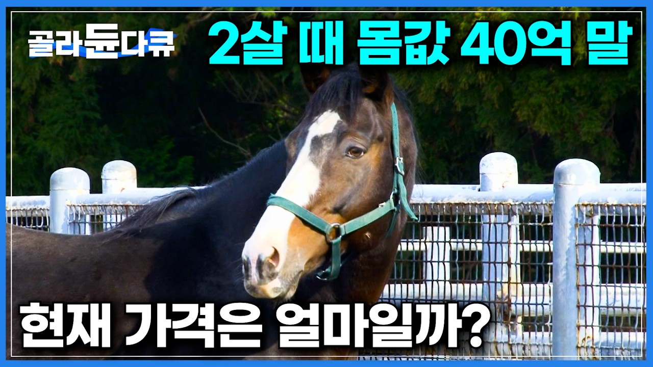 2살 때 몸값 40억 말, 은퇴한 경마대회 1등 출신의 현재 가격은 얼마일까?｜약재 값만 일주일에 100만 원. 사람보다 귀한 대접 받는 황금알 낳는 씨수마｜극한직업｜#골라듄다큐