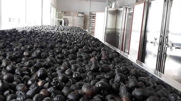 Tỏi đen cô đơn OVA - Tỏi đen Lý Sơn