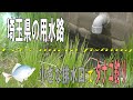 #53 埼玉県の用水路 小さな排水口でタナゴ釣り【小物釣り_micro fishing channel_微…