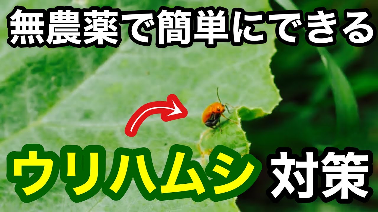 ウリハムシ対策 無農薬 , ウリハムシ|被害の特徴・生態と防除方法 – ZSTCJX