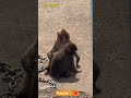 #abandonedmonkeylife #monkey #punch #babymonkey #panchi #punchkun #punchthemonkey #punchmonkey