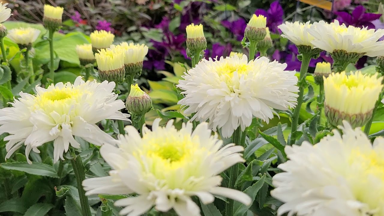Leucanthemum 'Macaroon' (Shasta Daisy) // EXCELLENT, Easy to Grow, COMPACT, Long Blooming🌼 perennial