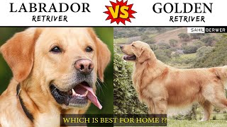 GOLDEN RETRIEVER VS LABRADOR RETRIEVER | LABRADOR RETRIEVER VS GOLDEN RETRIEVER IN HINDI