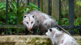 Facts about the Ancient Opossum Mythbusting Opossum Facts Backyard Nature