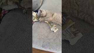 Sylvie ripping up paper 🥺❤️🥺❤️#cute#play#kitten#britishshorthair #lilac #catlovers