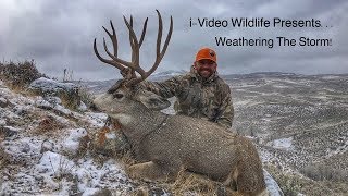 Giant Colorado Mule Deer - “Weathering The Storm”!