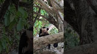 White faced monkey and baby