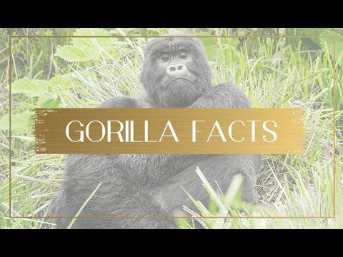 Fun and interesting facts about gorillas you may not know