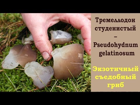 Ледяной гриб -  Тремеллодон студенистый – Pseudohydnum gelatinosum