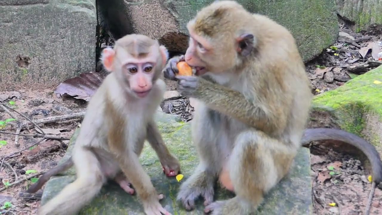 A little monkey needs some food to eat hungry 